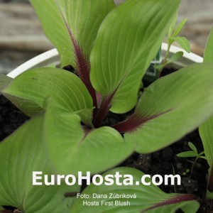 Hosta First Blush