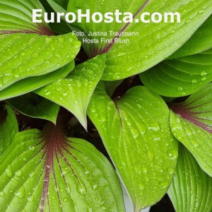 Hosta First Blush