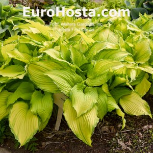 Hosta First Dance