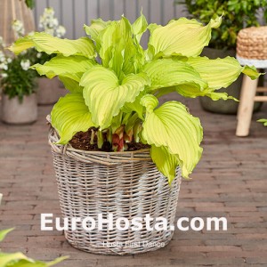 Hosta First Dance