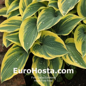 Hosta First Frost - Eurohosta