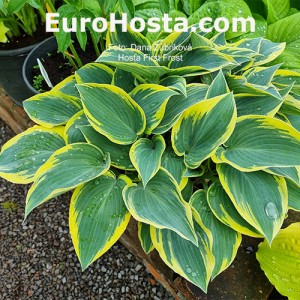 Hosta First Frost