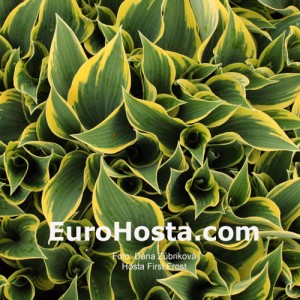 Hosta First Frost - Eurohosta