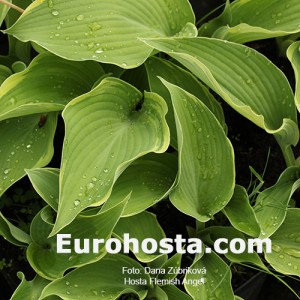 Hosta Flemish Angel