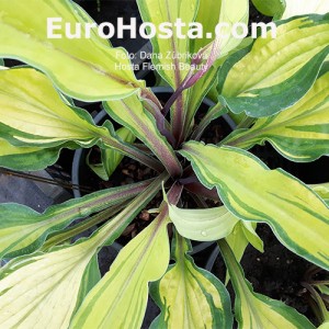 Hosta Flemish Beauty