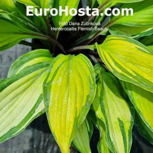 Hosta Flemish Beauty