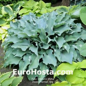 Hosta Flemish Sky