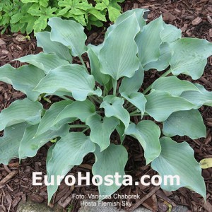 Hosta Flemish Sky