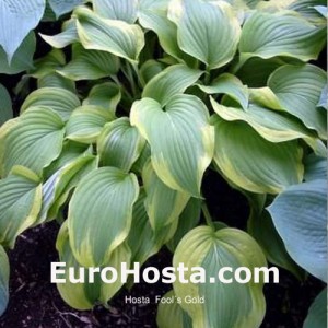 Hosta Fool´s Gold - Eurohosta