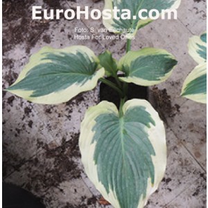 hosta For Loved Ones