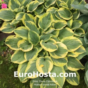 Hosta Formal Attire - Eurohosta