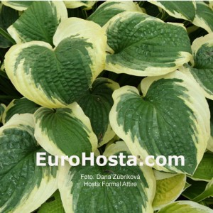 Hosta Formal Attire - Eurohosta