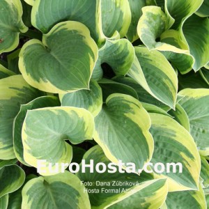 Hosta Formal Attire - Eurohosta