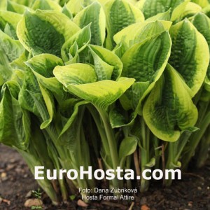 Hosta Formal Attire - Eurohosta