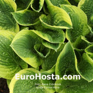 Hosta Formal Attire - Eurohosta