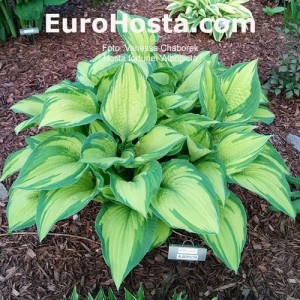 Hosta Albopicta - Eurohosta