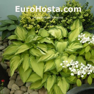 Hosta Albopicta - Eurohosta