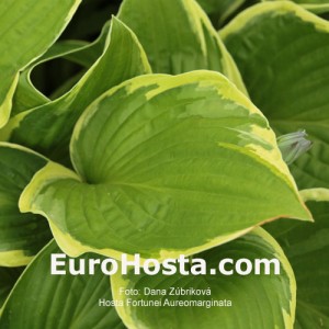 Hosta Fortunei Auremarginata - Eurohosta