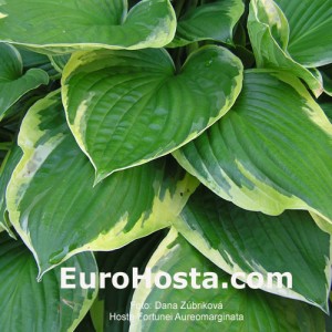 Hosta Fortunei Auremarginata - Eurohosta