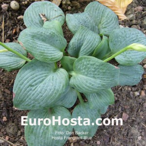 Hosta Fragrant Blue - Eurohosta