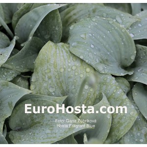 Hosta Fragrant Blue - Eurohosta