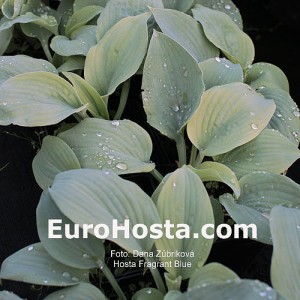 Hosta Fragrant Blue - Eurohosta