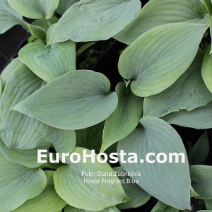 Hosta Fragrant Blue - Eurohosta