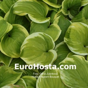 Hosta Fragrant Bouquet - Eurohosta