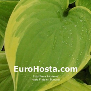 Hosta Fragrant Bouquet - Eurohosta