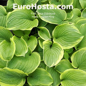 Hosta Fragrant King