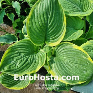 Hosta Fragrant King