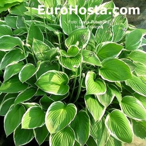 Hosta Francee - Eurohosta