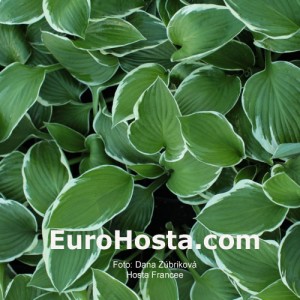 Hosta Francee - Eurohosta