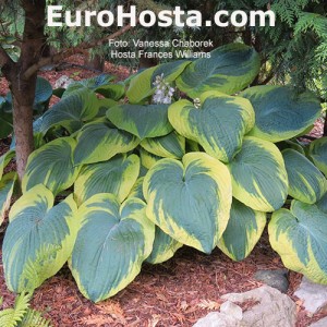 Hosta Frances Williams - Eurohosta