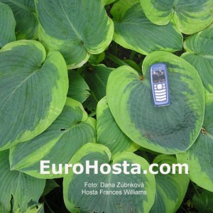 Hosta Frances Williams - Eurohosta