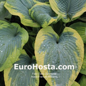 Hosta Frances Williams - Eurohosta