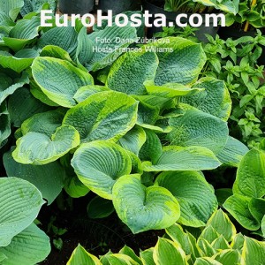 Hosta Frances Williams - Eurohosta