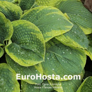 Hosta Frances Williams - Eurohosta