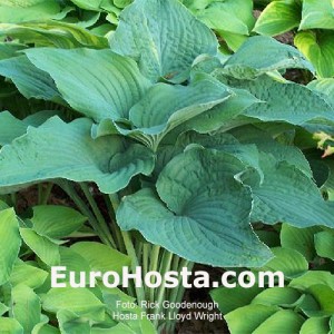 Hosta Frank Lloyd Wright