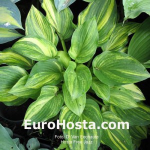 Hosta Free Jazz