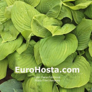 Hosta Fried Bananas - Eurohosta