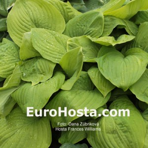 Hosta Fried Bananas - Eurohosta