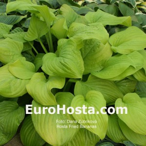 Hosta Fried Bananas - Eurohosta