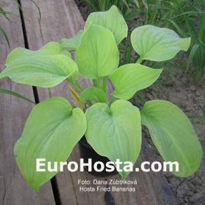 Hosta Fried Bananas - Eurohosta