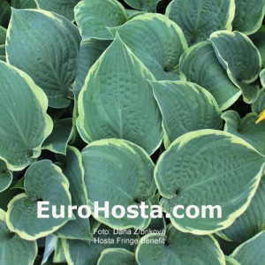 Hosta Fringe Benefit - Eurohosta