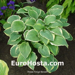 Hosta Fringe Benefit - Eurohosta