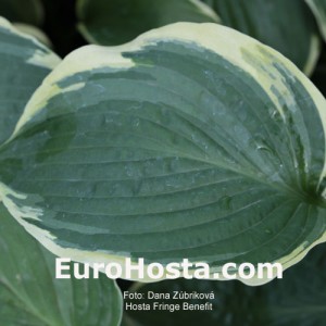 Hosta Fringe Benefit - Eurohosta