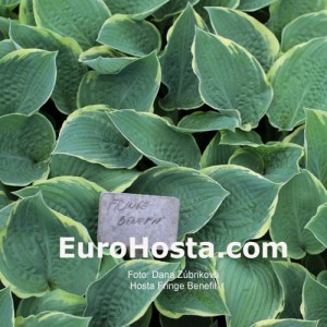 Hosta Fringe Benefit - Eurohosta