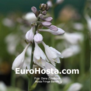 Hosta Fringe Benefit - Eurohosta