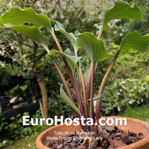 Hosta Frisian Charming Lady